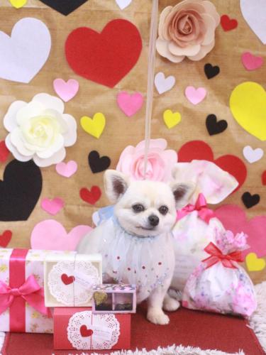 20230201ポロくん